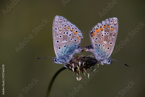 Wallpaper Mural The Common Blue (Plebejus idas) is a species of diurnal butterfly in the blue family Torontodigital.ca