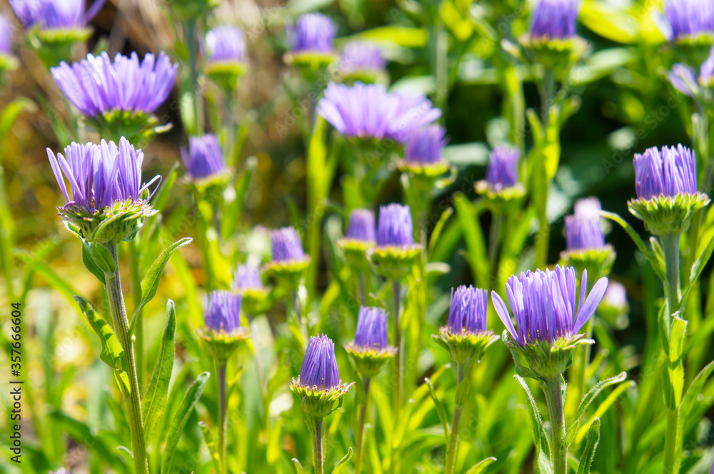 Brachyscome multifida or cut-leaved daisy many violet flowers with green background Brachyscome multifida or cut-leaved daisy many violet flowers with green background
