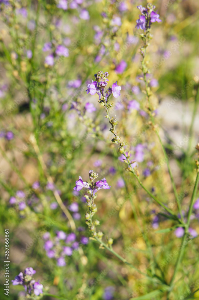 Linaria purpurea or toadflax purple flowers vertical Linaria purpurea or toadflax purple flowers vertical