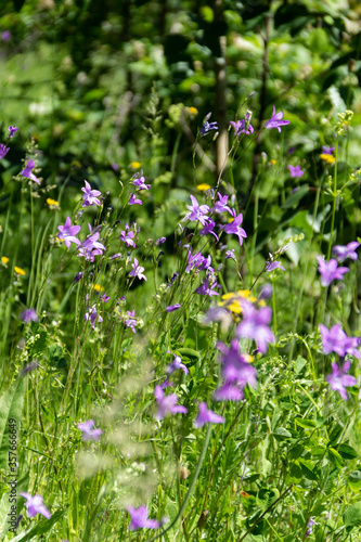 purple and yellow wildflowers in green grass