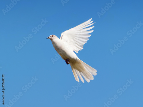 White dove in flight under blue sky