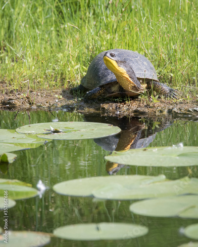 Photography An endangered Blanding's Turtle sits at the edge of an artificial island in Toronto, Ontario's formerly heavily polluted Don River Valley