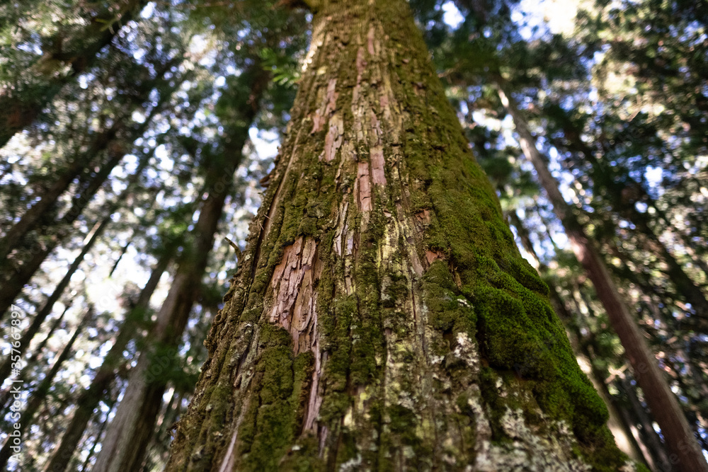 big tree with. moss