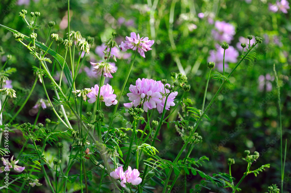 Purple Crown Vetch flower . Its scientific name is Securigera Varia, native to Africa, Asia and Europe. Purple Crown Vetch flower . Its scientific name is Securigera Varia, native to Africa, Asia and Europe.