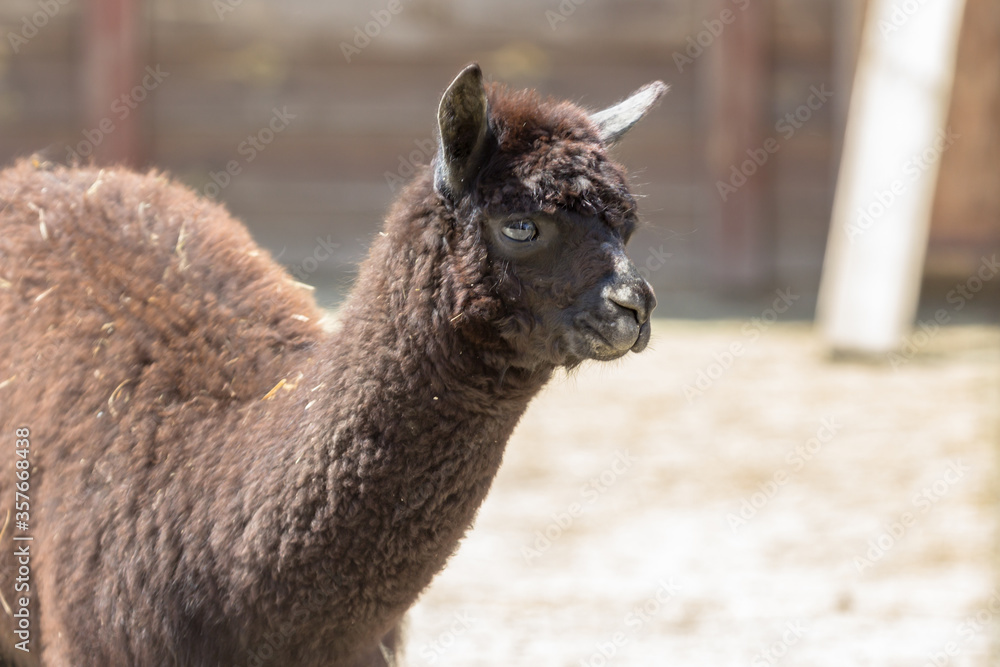 Obraz premium Llama at the zoo. Thick llama. Shaggy face of an animal. Wild life of South America. Alpaca wool. Domesticated wild animal. Beast of burden. The inhabitant of the reserve.
