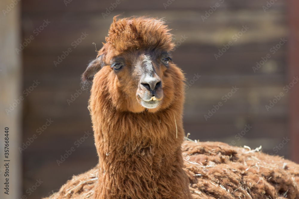 Llama at the zoo. Thick llama. Shaggy face of an animal. Wild life of South America. Alpaca wool. Domesticated wild animal. Beast of burden. The inhabitant of the reserve.