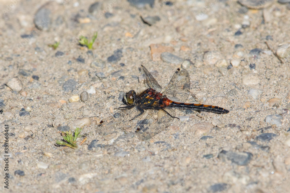 Boreal White-faced Dragonfly at rest