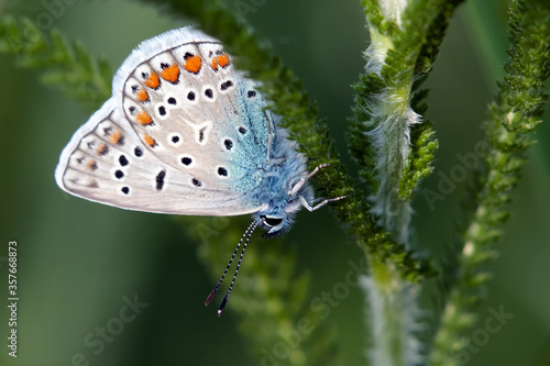 Wallpaper Mural butterfly on green leaf Torontodigital.ca