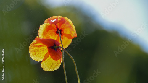 orange poppy flower with blurry background photo