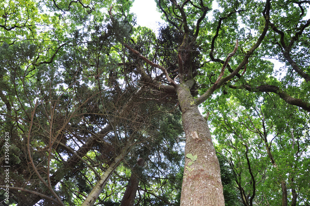 Fototapeta premium Tree in the Woods