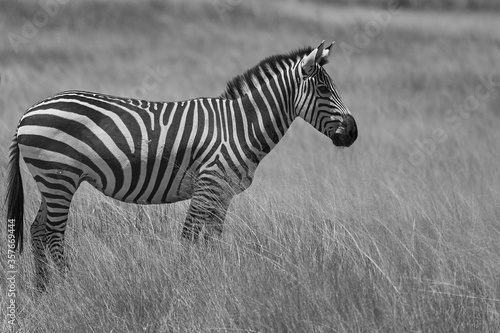  Plains zebra Equus quagga- Big Five Safari Black and white Stripped Kilimanjaro