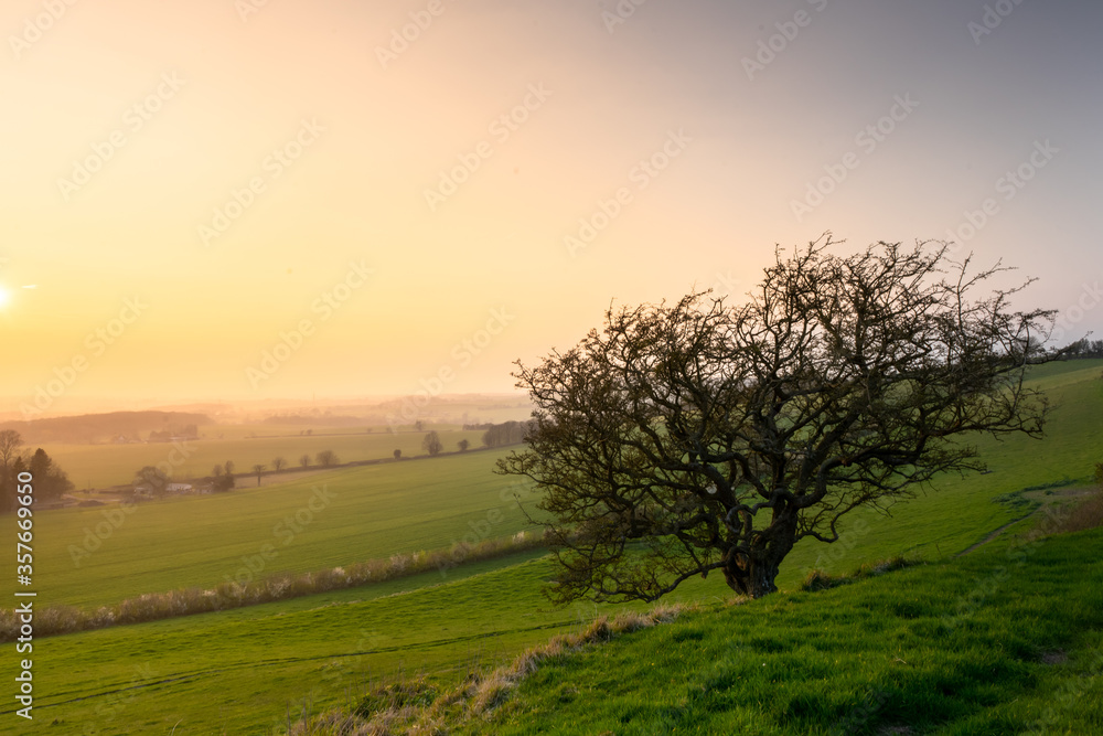 Lone Tree at Sunset