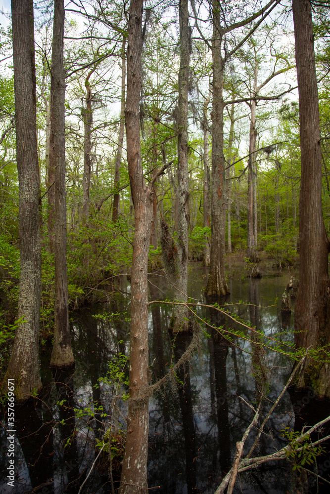 Tree trunks stemming out of the bald cypress swamp in the First landing state park of virginia. This place is unique in a way to refract the sunlight and turn into a rainbow swamp. Tree trunks stemming out of the bald cypress swamp in the First landing state park of virginia. This place is unique in a way to refract the sunlight and turn into a rainbow swamp.