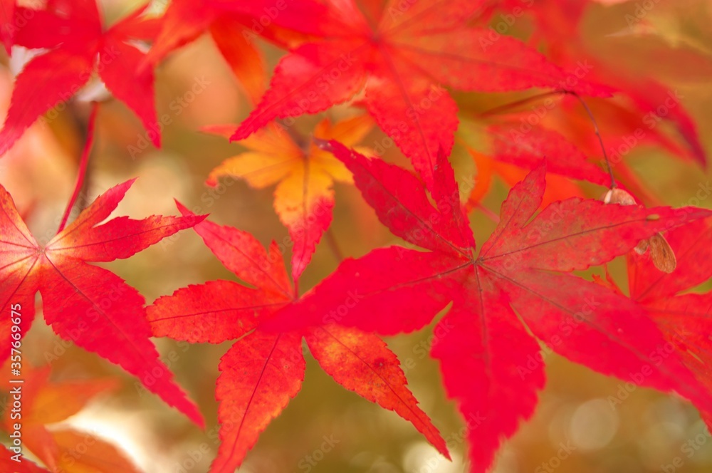 紅葉イメージ2 紅葉イメージ2