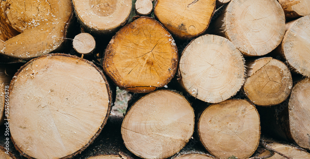 A lot of cutted logs. Wide banner or panorama wooden trunks. Closeup of logs of trees in nature A lot of cutted logs. Wide banner or panorama wooden trunks. Closeup of logs of trees in nature