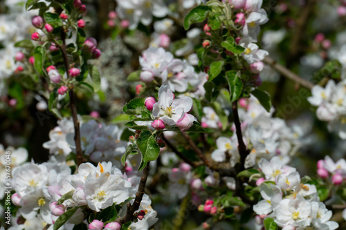 Apelblüte in weiß, pink mit unscharfem Hintergrund