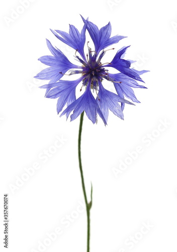 Macro fresh blue field flowers isolated on white background, with clipping path