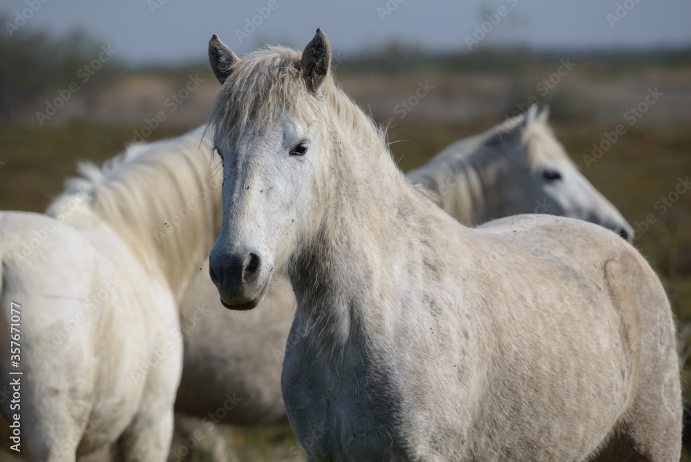 Horse, Southern France, Camargue Horse, Southern France, Camargue