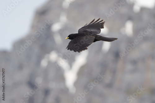 Alpine chough yellow billed Pyrrhocorax graculus crow Pyrrhocorax switzerland mountain flight photo