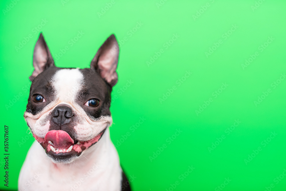 A funny, happy Boston Terrier dog with a smile and protruding tongue on a green background.
