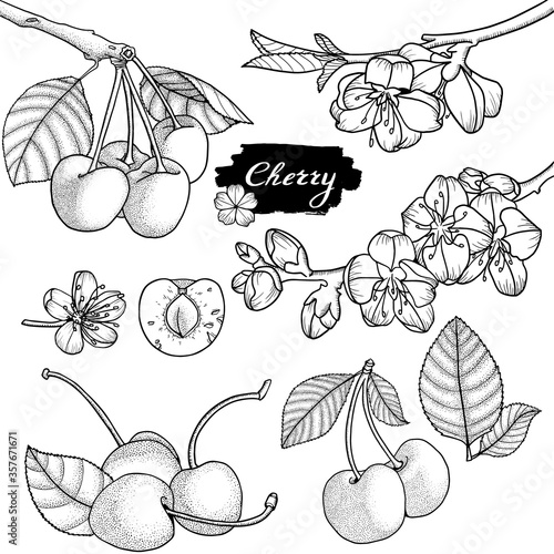 Cherry vector drawing. Hand drawn berry. Summer