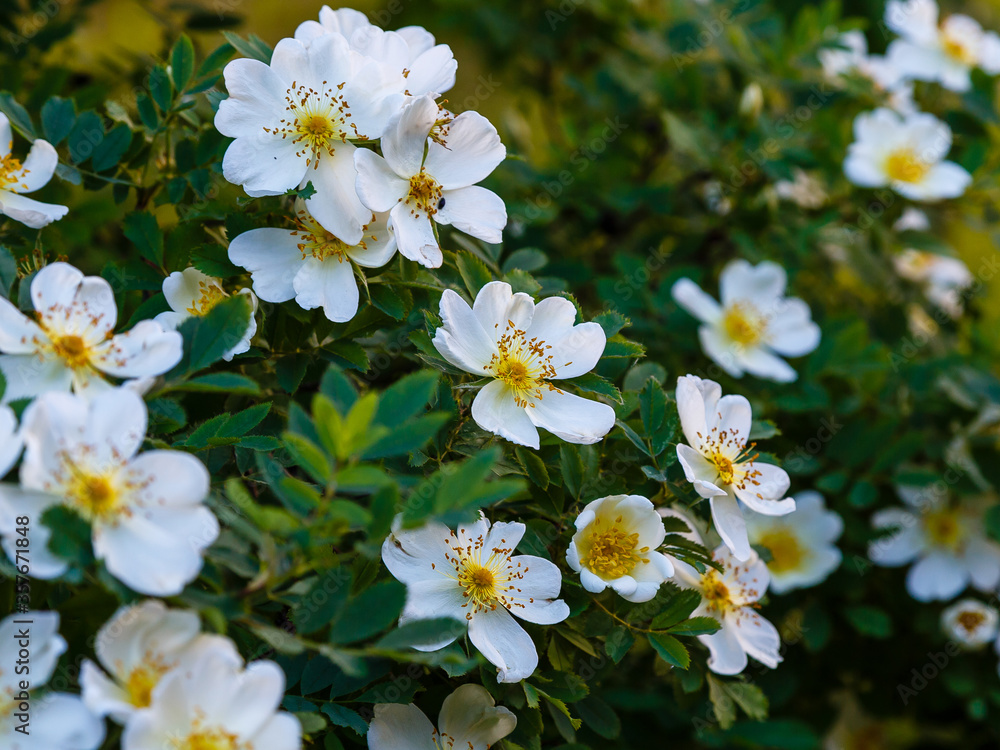 Obraz premium White wild roses in garden. Bush white roses.