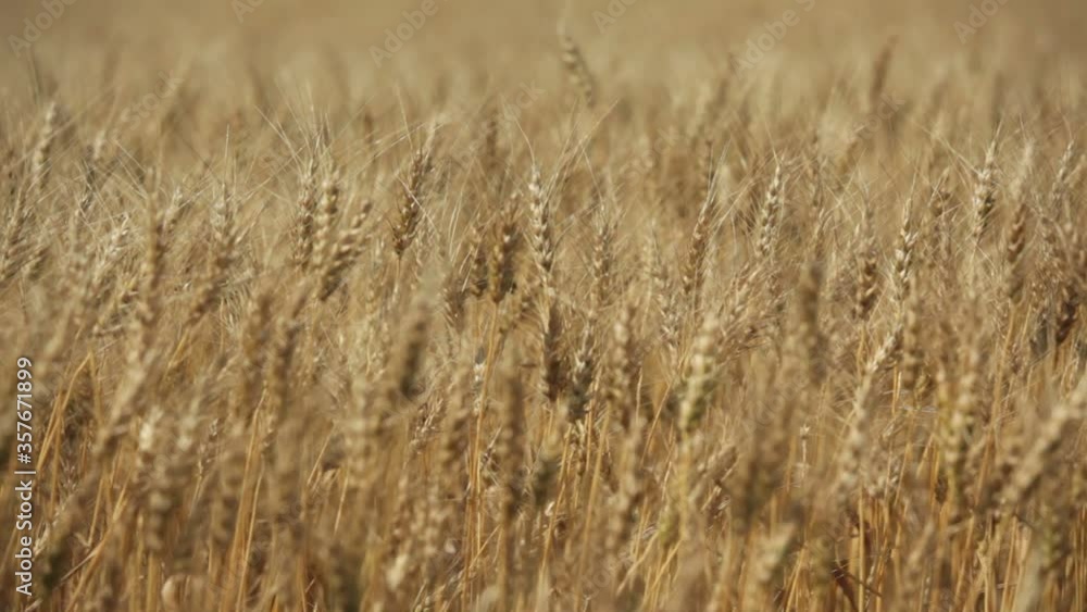 Wheat field ready for harvest, Alberta Canada Wheat field ready for harvest, Alberta Canada