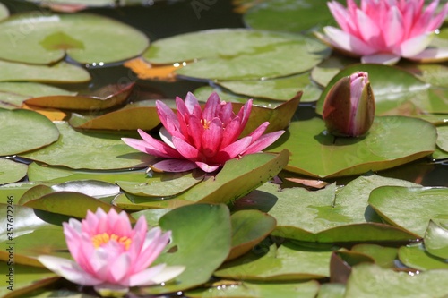 Pink Nymphaea flowers in a pond © dinar12