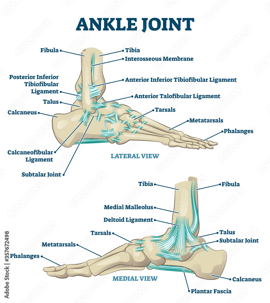 Ankle joint vector illustration Labeled educational leg structure Ankle joint vector illustration Labeled educational leg structure