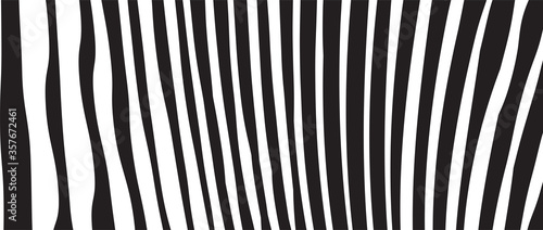 Wild Zebra Wave Pattern with black and white. Trendy Stylish Abstract Background..