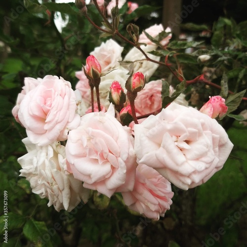 Rosas pequeñas - Rosal