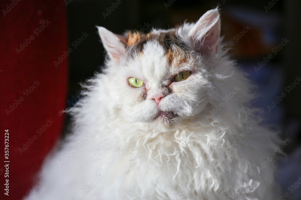 Sweet Selkirk Rex cat portrait Sweet Selkirk Rex cat portrait
