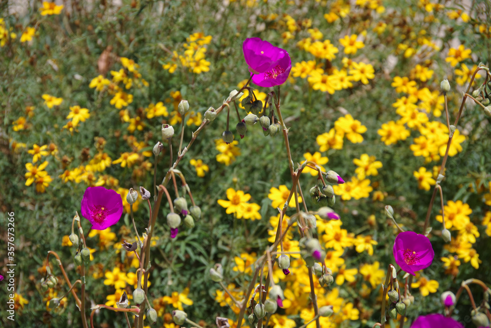 Close-up selective focus on foreground view of some bright pink purple blossoms over a bed of yellow flowers Close-up selective focus on foreground view of some bright pink purple blossoms over a bed of yellow flowers
