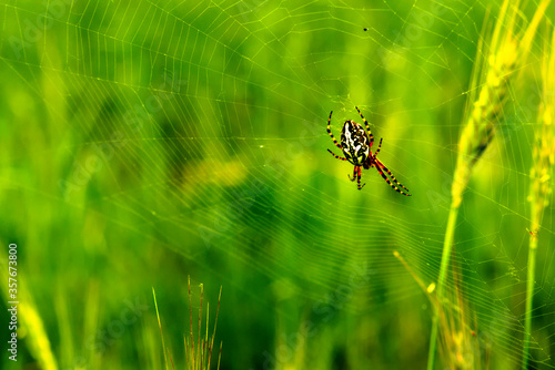 A lone spider is waiting for its fly.