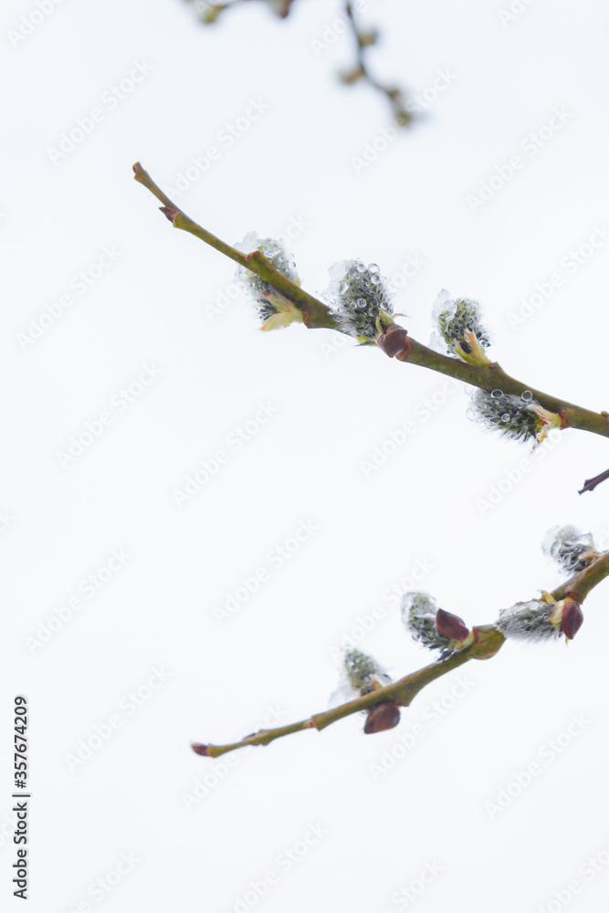 In the spring the willow tree bloomed in the garden and the snow fell In the spring the willow tree bloomed in the garden and the snow fell