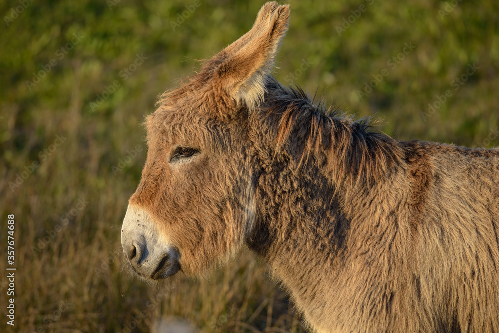 Donkey, Southern France, Camargue