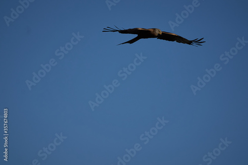 Red kite Portrait Milvus Milvus Fishing Lake