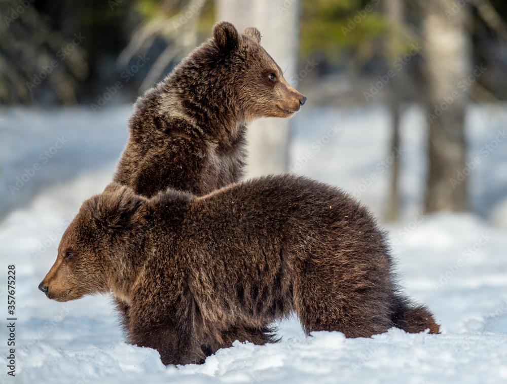 Obraz premium Brown bear cub standing on hind legs. Bear cubs on the snow in winter forest. Scientific name: Ursus arctos, Wild Nature. Natural habitat