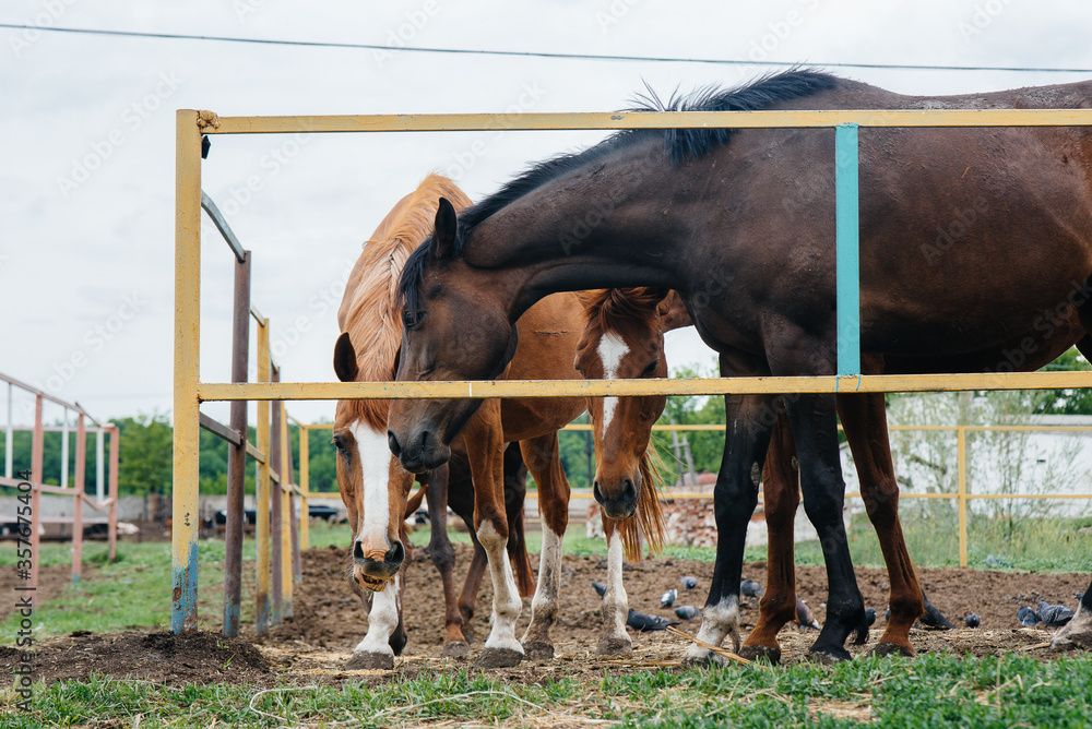 Feeding beautiful and healthy horses on the ranch. Animal husbandry and horse breeding Feeding beautiful and healthy horses on the ranch. Animal husbandry and horse breeding