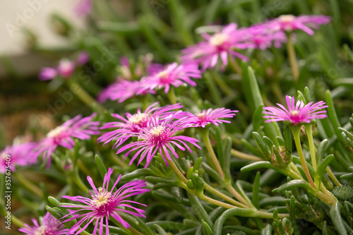 Pink Cooper's Ice Plant with Long Thin Petals.
