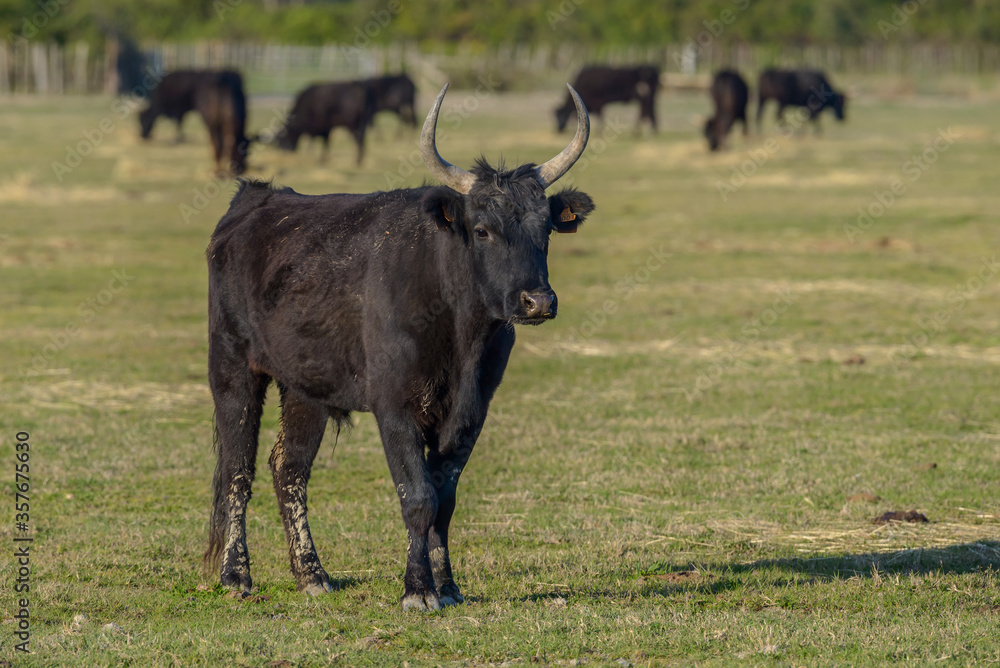 Black Bull, Southern France, Camargue Black Bull, Southern France, Camargue