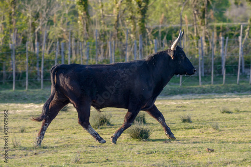 Black Bull  Southern France  Camargue