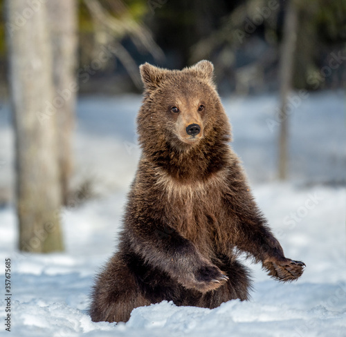 Brown bear cub standing on hind legs on the snow in winter forest. Ursus arctos, Wild Nature, Natural habitat.