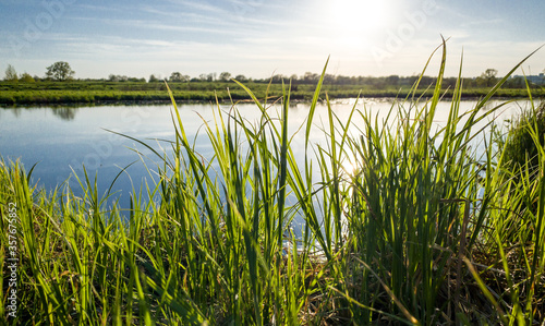 Wild Green Grass plants near a pond on sunset.