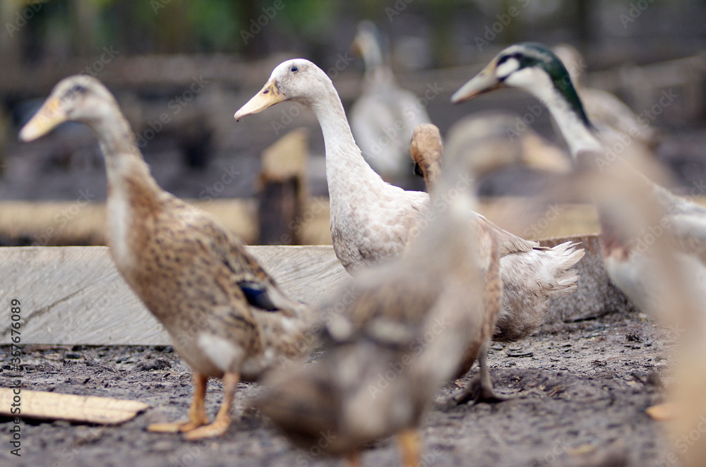 white duck in the animal husbandry