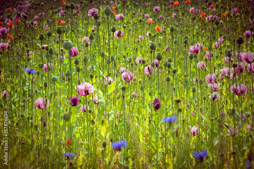 Landschaft mit Mohn und Kornblumen Blumenwiese