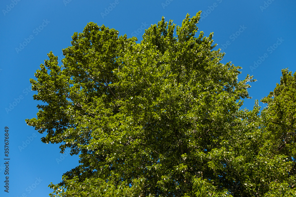 big tree covered with dense green leaves with tiny flowers blooming on the branch under the blue sky on a sunny day big tree covered with dense green leaves with tiny flowers blooming on the branch under the blue sky on a sunny day