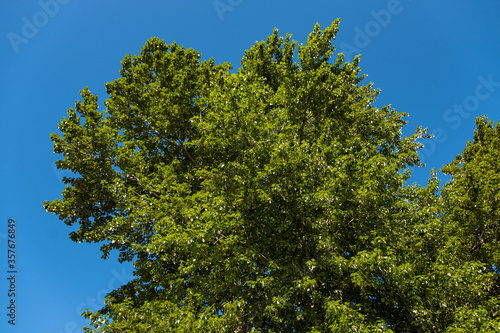 Fototapeta Naklejka Na Ścianę i Meble -  big tree covered with dense green leaves with tiny flowers blooming on the branch under the blue sky on a sunny day