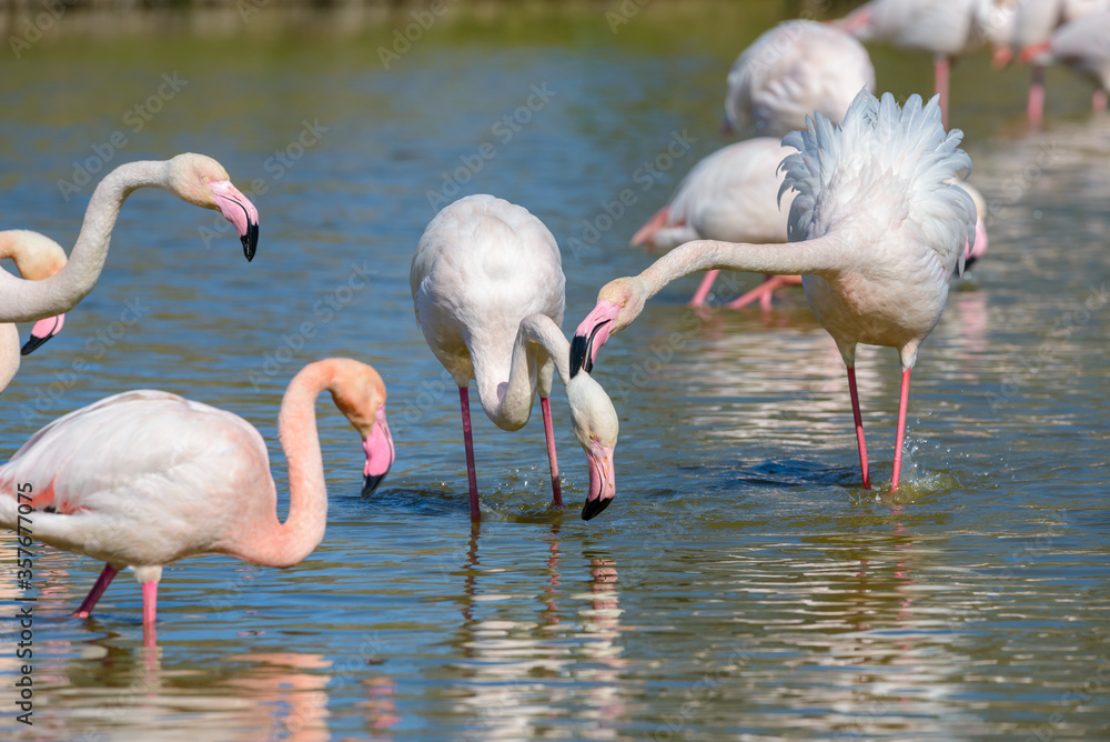 Pink Flamingo, Southern France, Camargue