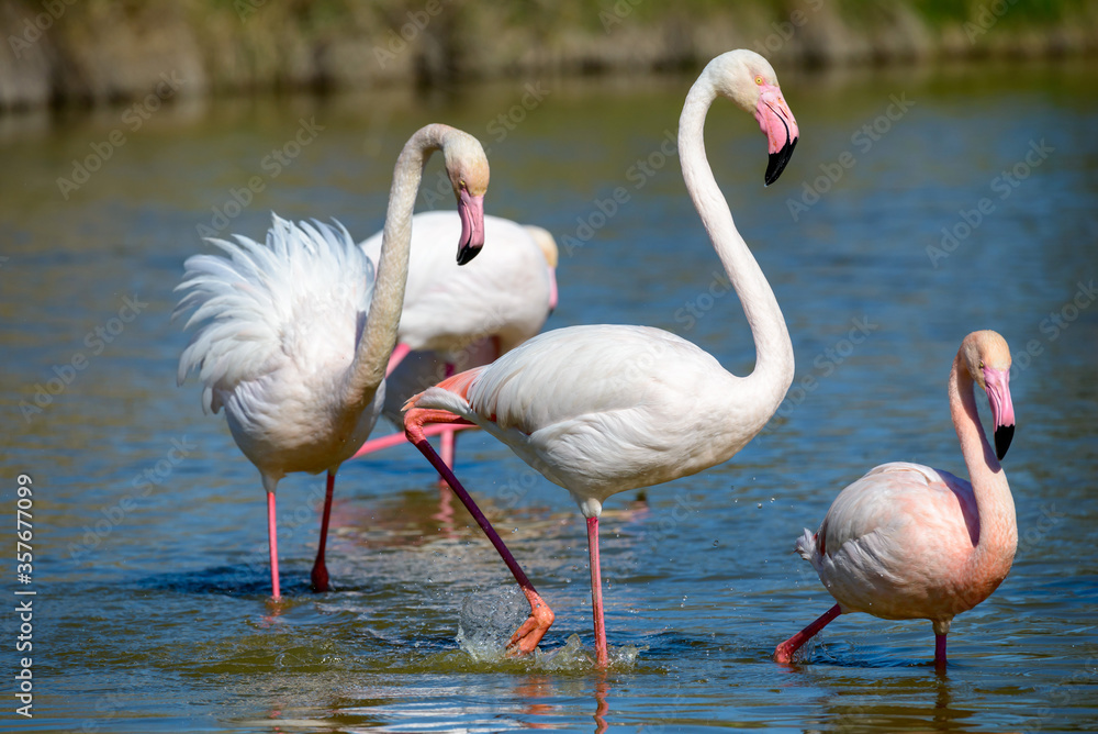 Pink Flamingo, Southern France, Camargue Pink Flamingo, Southern France, Camargue